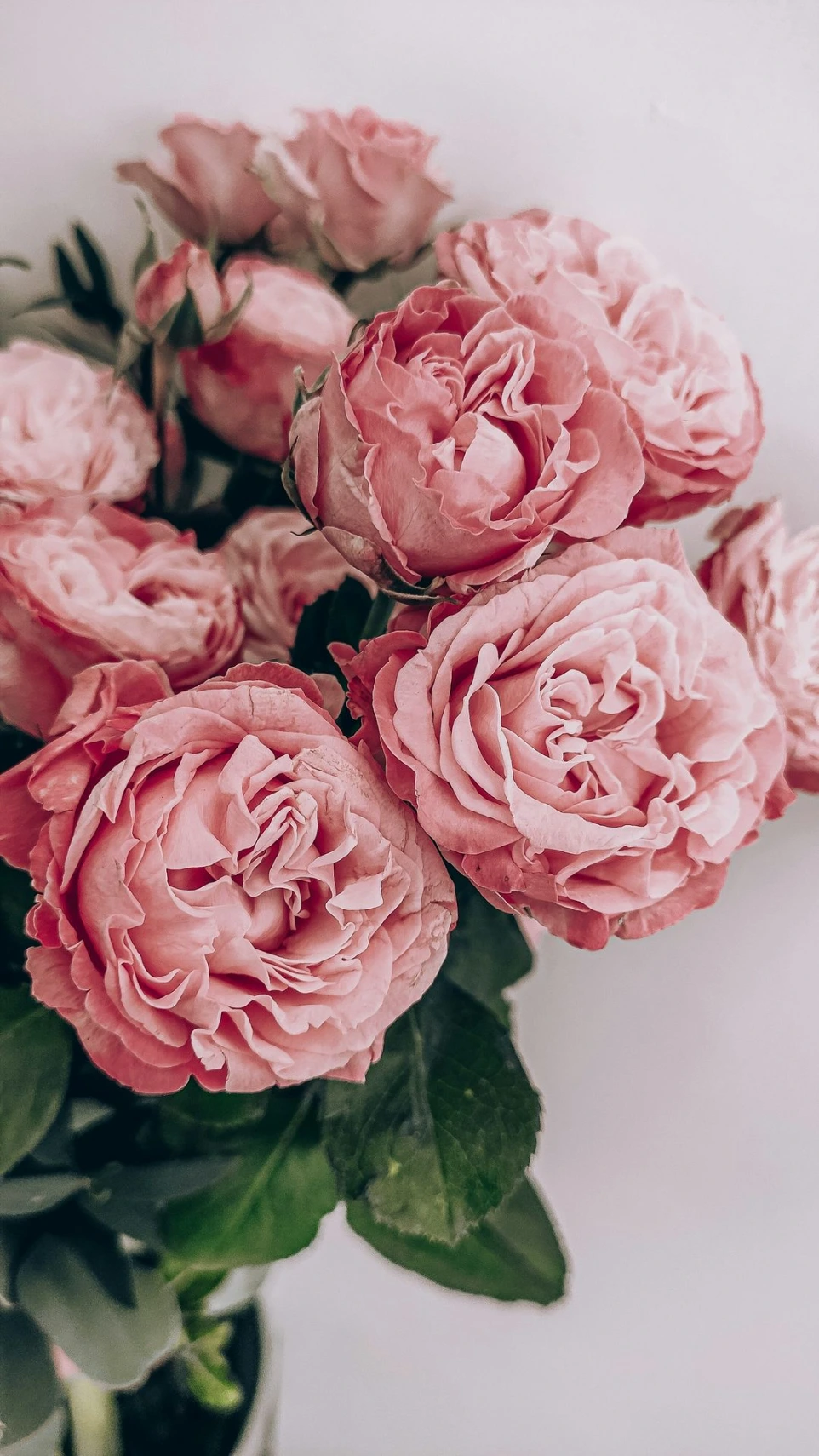 pink roses in close up photography