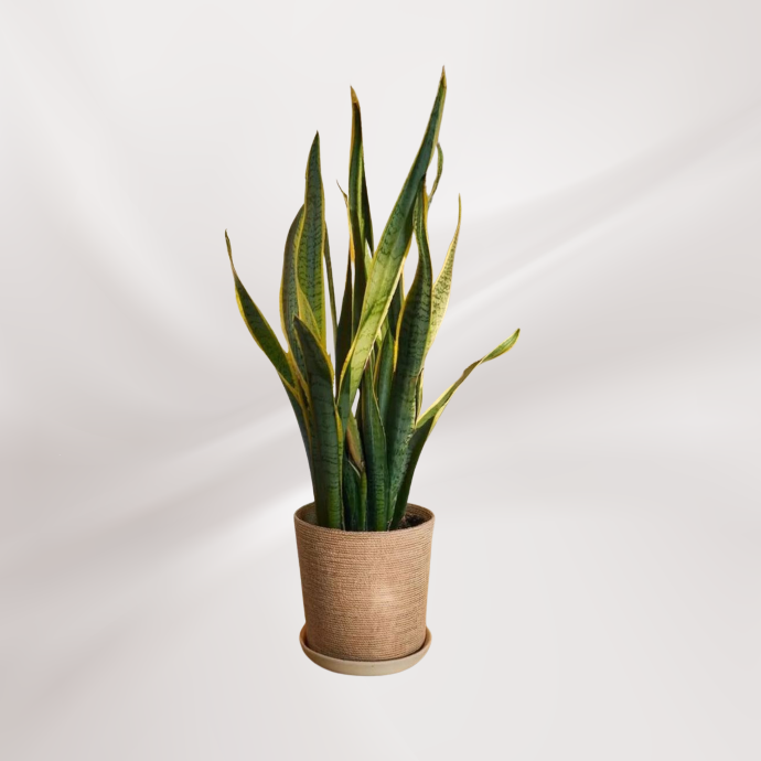 Sansevieria 10''